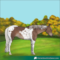Horse Color:Silver Black Tobiano 