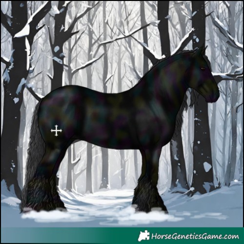 Horse Color:Void Midnight Black 