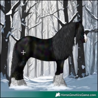 Horse Color:Midnight Black 