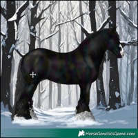 Horse Color:Midnight Black 