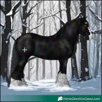 Horse Color:Midnight Black 