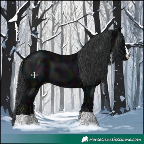 Horse Color:Midnight Black