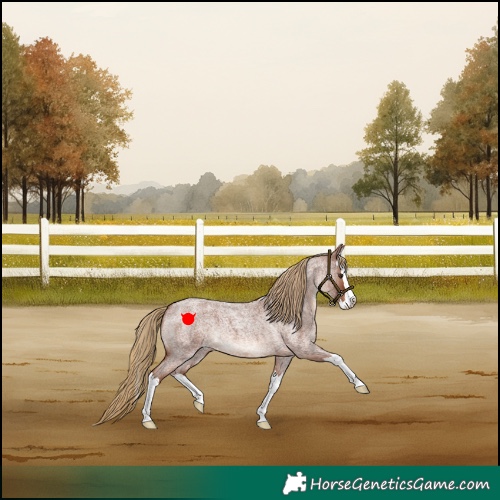 Horse Color:Red Roan Splash 