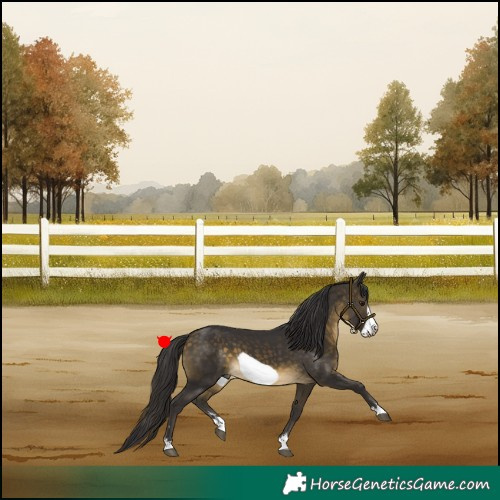 Horse Color:Buckskin Frame 