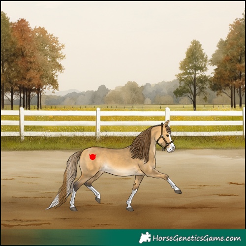 Horse Color:Buckskin Dun Sabino Splash Appaloosa