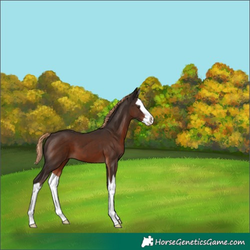 Horse Color:Liver Chestnut Splash 