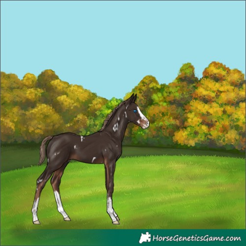 Horse Color:White Spotted Liver Chestnut Splash 