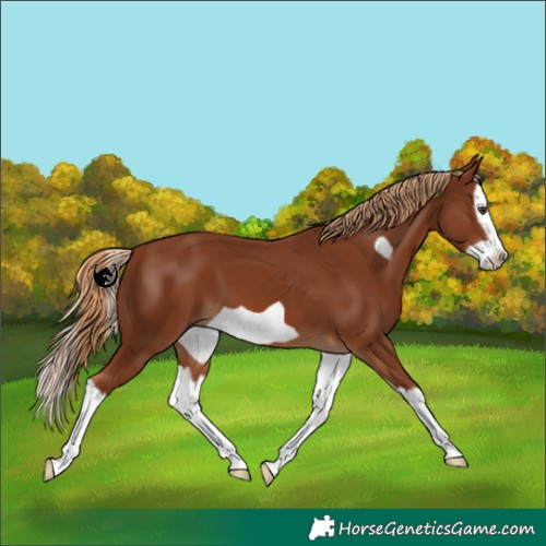 Horse Color:Chestnut Splash Frame 