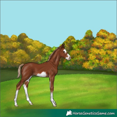 Horse Color:Chestnut Splash Frame 