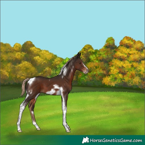Horse Color:White Spotted Liver Chestnut Tobiano Frame 