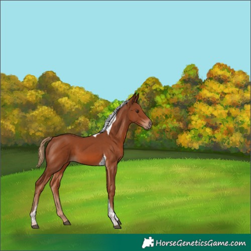 Horse Color:Chestnut Tobiano 