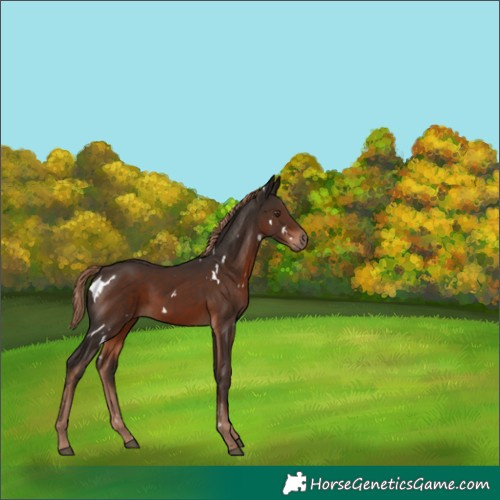 Horse Color:White Spotted Liver Chestnut 