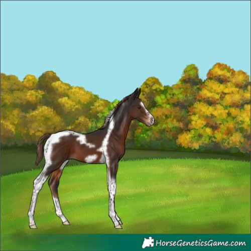 Horse Color:White Spotted Liver Chestnut Splash Tobiano Frame 