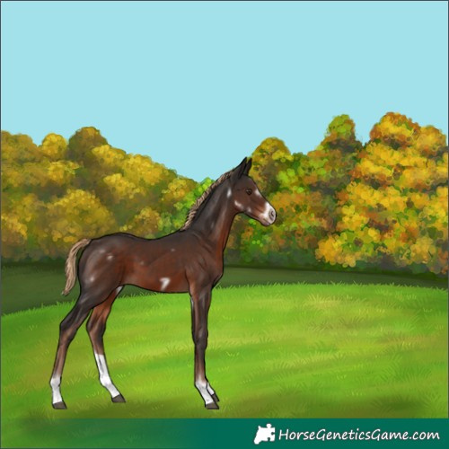 Horse Color:White Spotted Liver Chestnut Splash Frame 