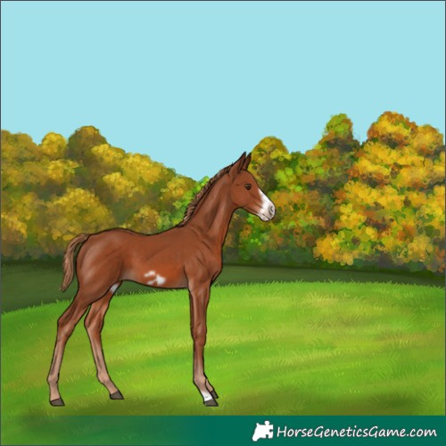 Horse Color:Chestnut Frame 