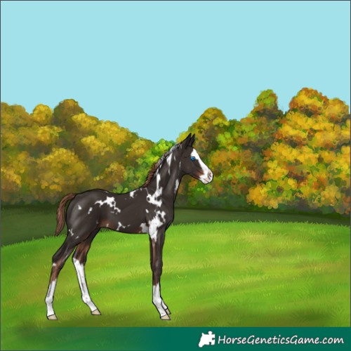 Horse Color:White Spotted Liver Chestnut Splash 