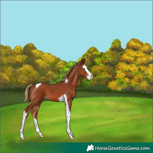 Horse Color:Chestnut Splash Tobiano 