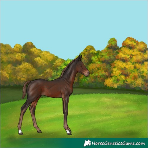 Horse Color:Liver Chestnut 