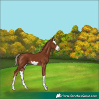 Horse Color:Chestnut Splash Frame