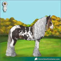 Horse Color:White Spotted Liver Chestnut Splash Tobiano