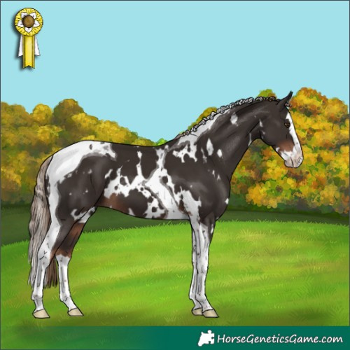 Horse Color:White Spotted Liver Chestnut Splash Tobiano 