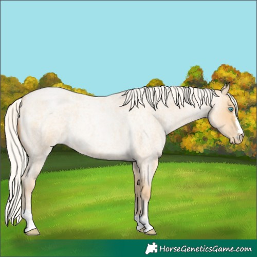 Horse Color:Silver Buckskin Roan Pearl 