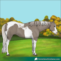 Horse Color:Silver Grullo Splash Tobiano 