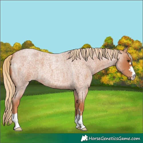 Horse Color:Red Roan 
