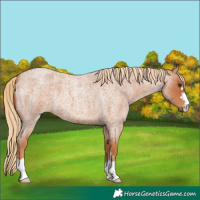 Horse Color:Red Roan 