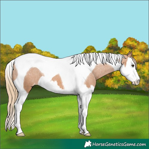 Horse Color:Chestnut Splash Tobiano Varnish