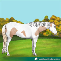 Horse Color:Chestnut Splash Tobiano Varnish 