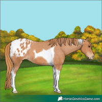 Horse Color:Chestnut Tobiano Appaloosa 