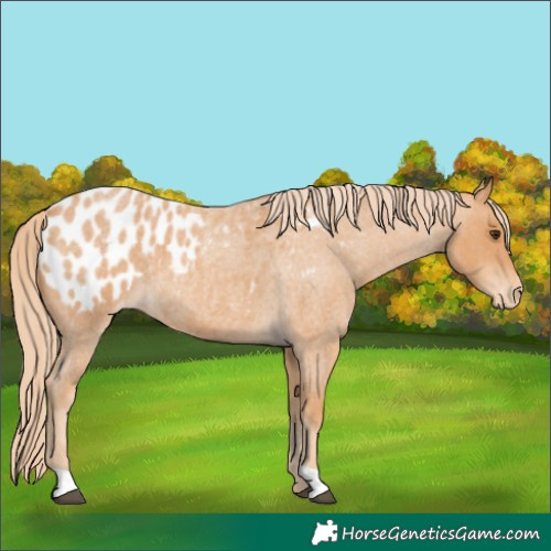 Horse Color:Red Roan Appaloosa 