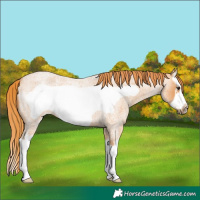 Horse Color:Red Roan Splash Frame
