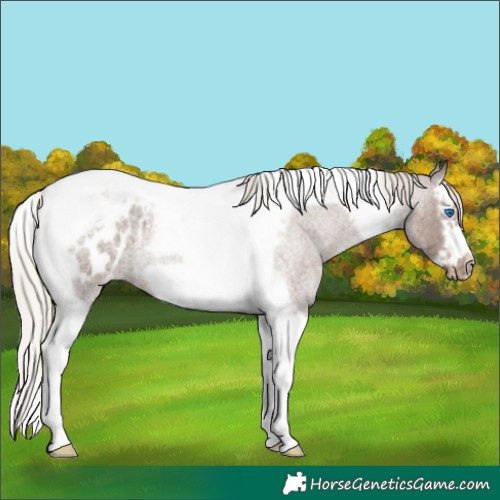 Horse Color:Silver Blue Roan Splash Tobiano Frame Appaloosa 