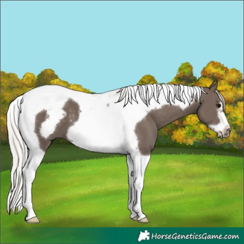 Horse Color:Silver Black Tobiano Frame 