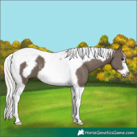 Horse Color:Silver Black Tobiano Frame 