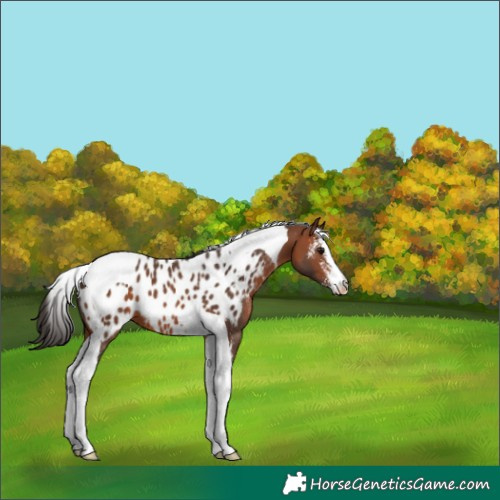 Horse Color:Bay Sabino Tobiano Appaloosa 