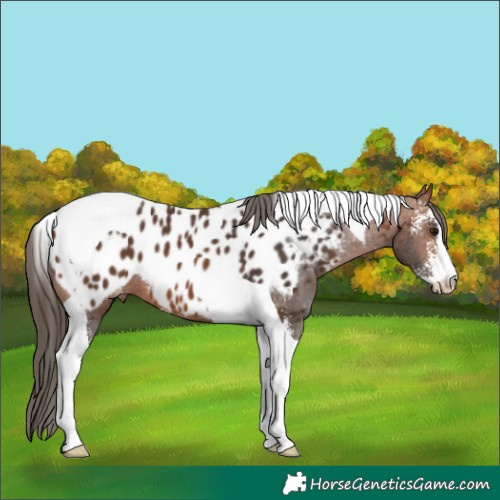 Horse Color:Bay Sabino Tobiano Near Leopard