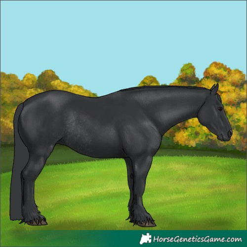 Horse Color:Black Rabicano 