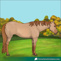Horse Color:Red Dun