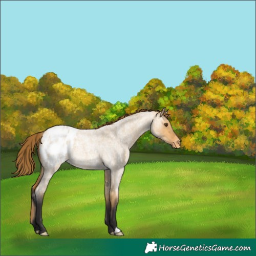 Horse Color:Buckskin Roan Dun Appaloosa