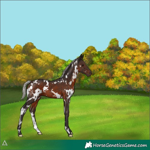 Horse Color:White Spotted Silver Brown 