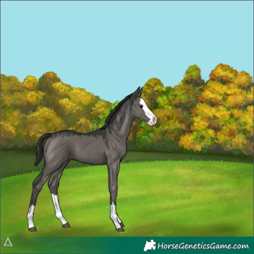 Horse Color:Platinum Grullo Splash 