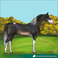 Horse Color:Brown Sabino Splash Tobiano Rabicano