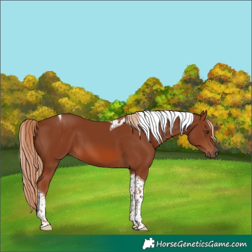 Horse Color:Chestnut Tobiano