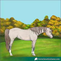 Horse Color:Bay Dun Appaloosa 