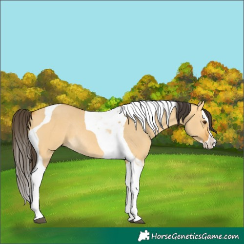 Horse Color:Buckskin Dun Splash Tobiano Rabicano