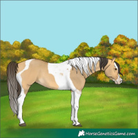 Horse Color:Buckskin Dun Splash Tobiano Rabicano 