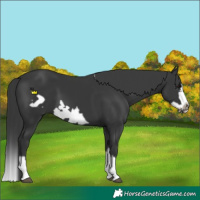 Horse Color:Black Splash Frame
